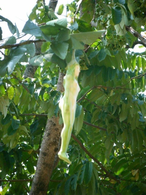 
Nguyên nhân gây tranh cãi là do cây này cho ra quả rất giống hình thù một cô gái khỏa thân. Đặc biệt hơn, loài cây này có tên Nareepol, mà theo tiếng Thái “Naree” có nghĩa là cô gái (phụ nữ), còn “pol” có nghĩa là thực vật (cây), và Nareepol có nghĩa là cây phụ nữ. Ảnh: Internet